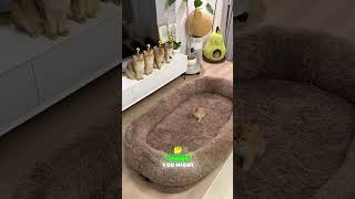 Download lagu Aku bikin tempat tidur besar, tapi anak-anak kucingku sepertinya tidak menyukainya 🛏️🐱 #shortvideo mp3