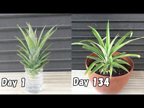 , title : 'スーパーで買ったパイナップルの再生栽培 / How to regrow pineapples from store bought pineapples'