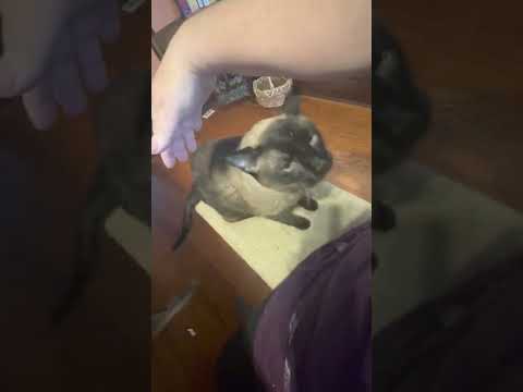 Skylar loves his snuggles.Adorable cats video 2022. Siamese . siamesecats