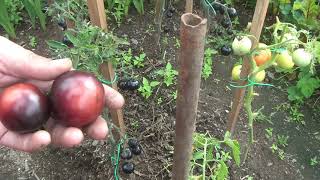 Томат Черная богиня: отзывы, описание сорта, фото, видео, отзывы ...