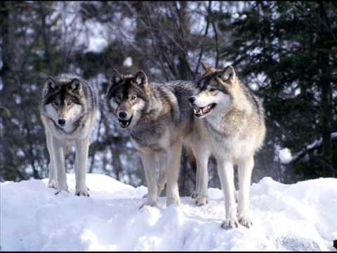 Nightbreed - Pack of Wolves (Original)