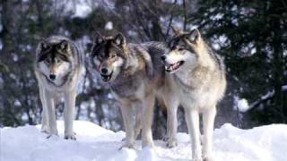 Nightbreed - Pack of Wolves (Original)