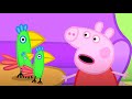 Peppa Pig Meets Parrots Peppa Pig Full Episode Collection Cartoons For Kids