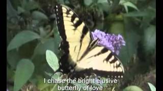 Elusive Butterfly of Love-Tony Vincent