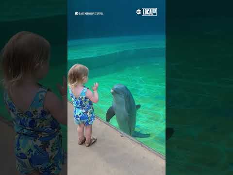 Un dauphin se lie d'amitié avec une petite fille