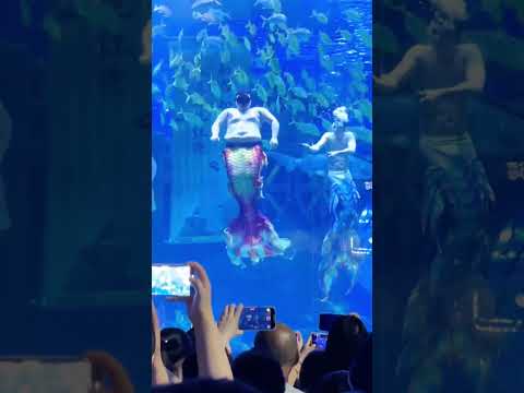 Even the shark is shocked at the fat mermaid’s flexible movements~