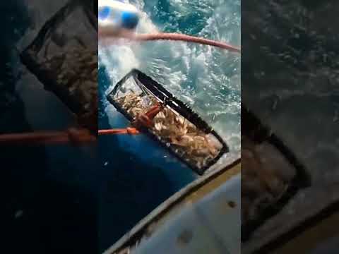 金のポット！ 🦀 💰 🦀 🤑 🦀 #フィッシュタフ #ダンジネス #カニ