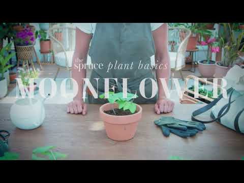 How to Grow and Care for Moonflower