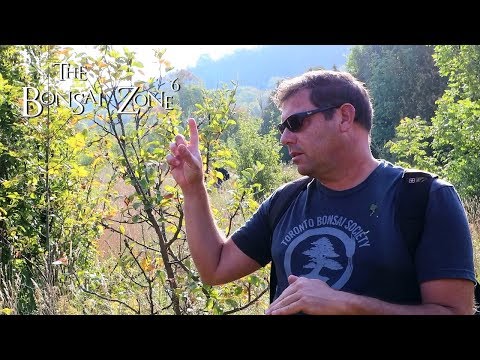 Collecting Wild Fruit Trees for Bonsai, Part 1, The Bonsai Zone, Sept 2019