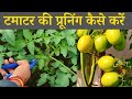 How To Prune Tomatoes Identify Suckers