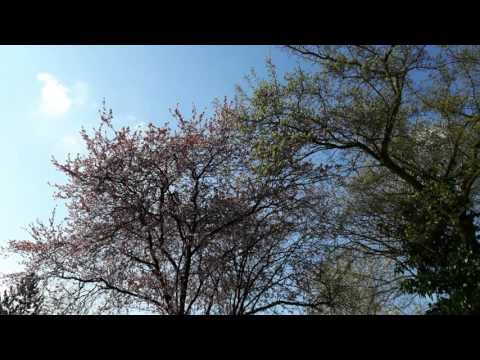 Er ist's - Eduard Mörike