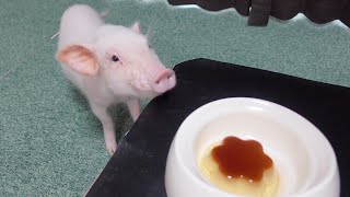 [問卦] 知道自己一百天後會死會過的比較快樂嗎