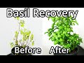 How To Save A Basil Plant (With Time Lapse)