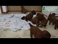 Cavapoo dogs for sale: Curly - Video 1