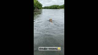 Пёс (Альфа)плывет по реке