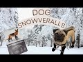 Pug Reviews Viral Canada Pooch Snowverall Suspender Booties