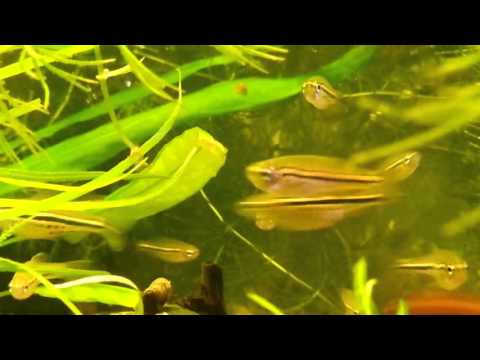 Danio nigrofasciatus