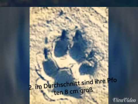 5 Fakten über Wölfe