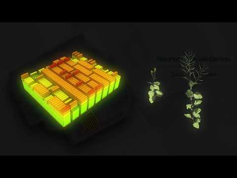 Rapool rapsų selekcija 2030. Virtuali selekcinė stotis.