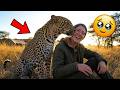 Wild Leopard Never Forgot the Man Who Saved Him… Their Reunion is UNBELIEVABLE! 🐆❤️ DEFAULT Thumbnail