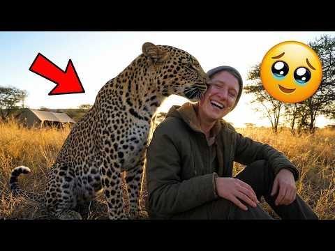 Wild Leopard Never Forgot the Man Who Saved Him… Their Reunion is UNBELIEVABLE! 🐆❤️