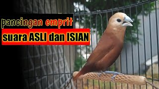 Download lagu stimulation bird chirping sound Java finch white-headed munia sparrow song of the canary 129 mp3
