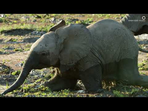 Safari Diaries: Elephant 4x4 in the Mud