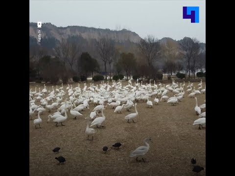 В Китае лесничий получил прозвище «Отец-Лебедь» от местных жителей за заботу о птицах из Сибири