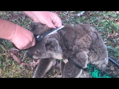 Woman Cuts Koala Free From Fence – His Reaction Is So Heartwarming!