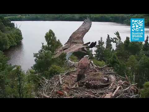 Osprey Chick LP8 Close To Fledging (Loch of the Lowes Osprey Webcam 2022)