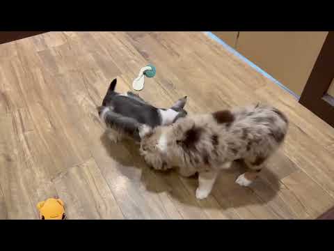 Miniature Schnauzer - 4654 video preview