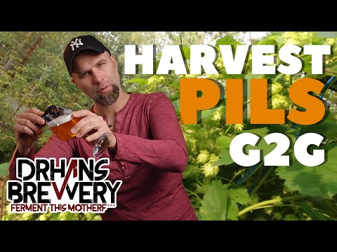 Fresh Hopped Pilsner Grain to Glass Video - Brewing With Wet Hops