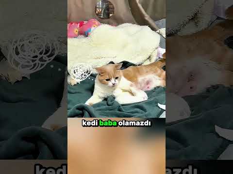 Dışarıya Kaçan KEDİ Anne Oldu! 🤍 🐈 💘