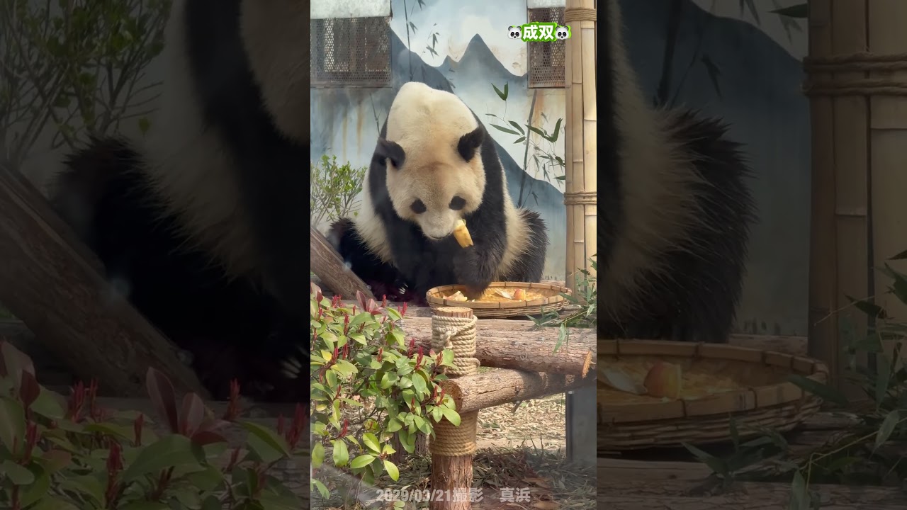 成双くん🐼　2026/03/21撮影