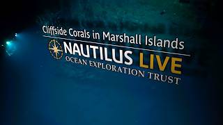 Cliffside Corals in Marshall Islands Deep Sea | Nautilus Live