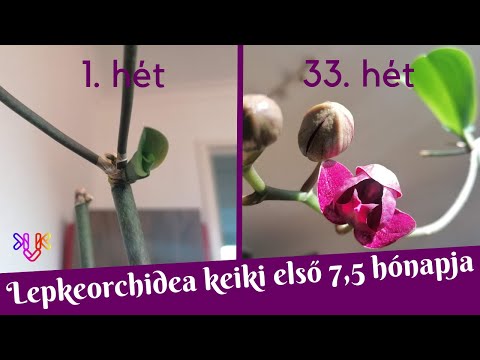 , title : 'Lepkeorchidea keiki fejlődési története 7,5 hónap alatt | Egy tőrothadásos orchidea "happy end"-je'