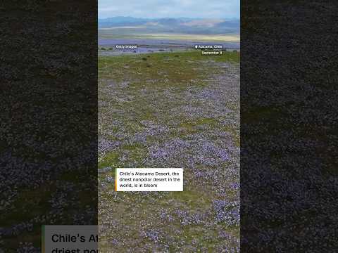 El Niño fuels bloom in world’s driest desert
