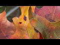 Shapes in Autumn