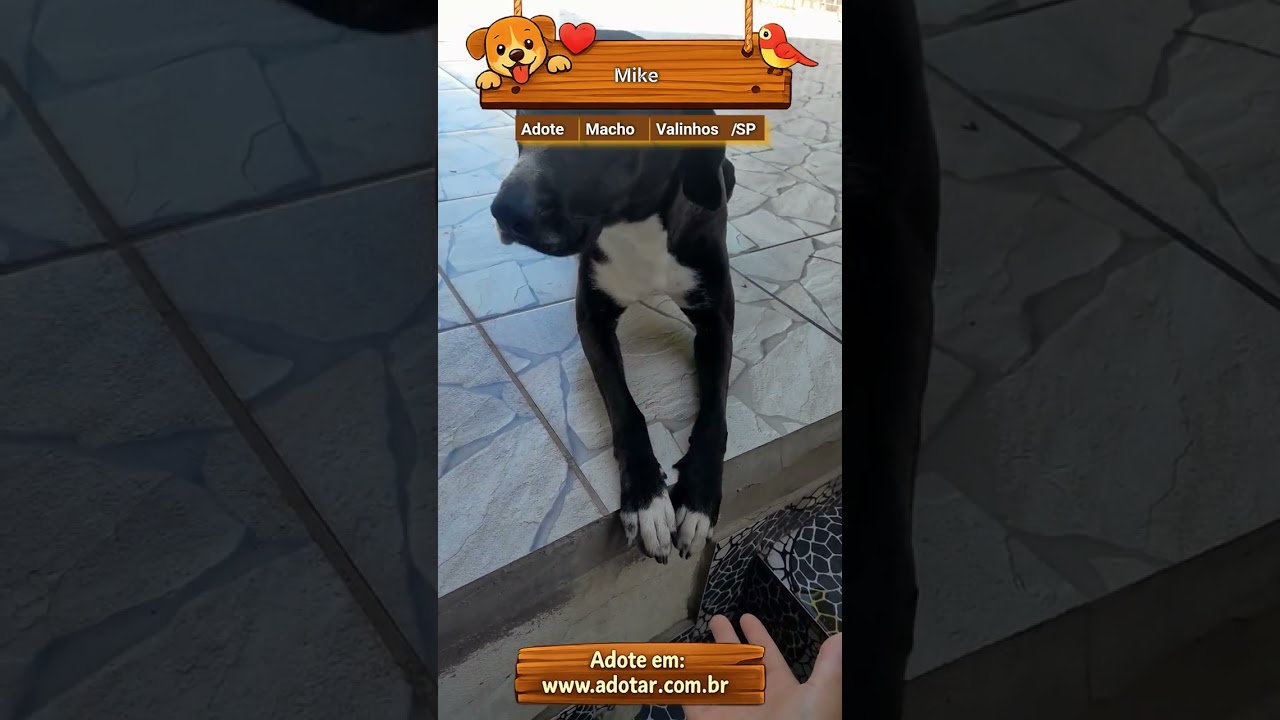 Cachorro raça SRD-ViraLata idade 2 anos nome Mike