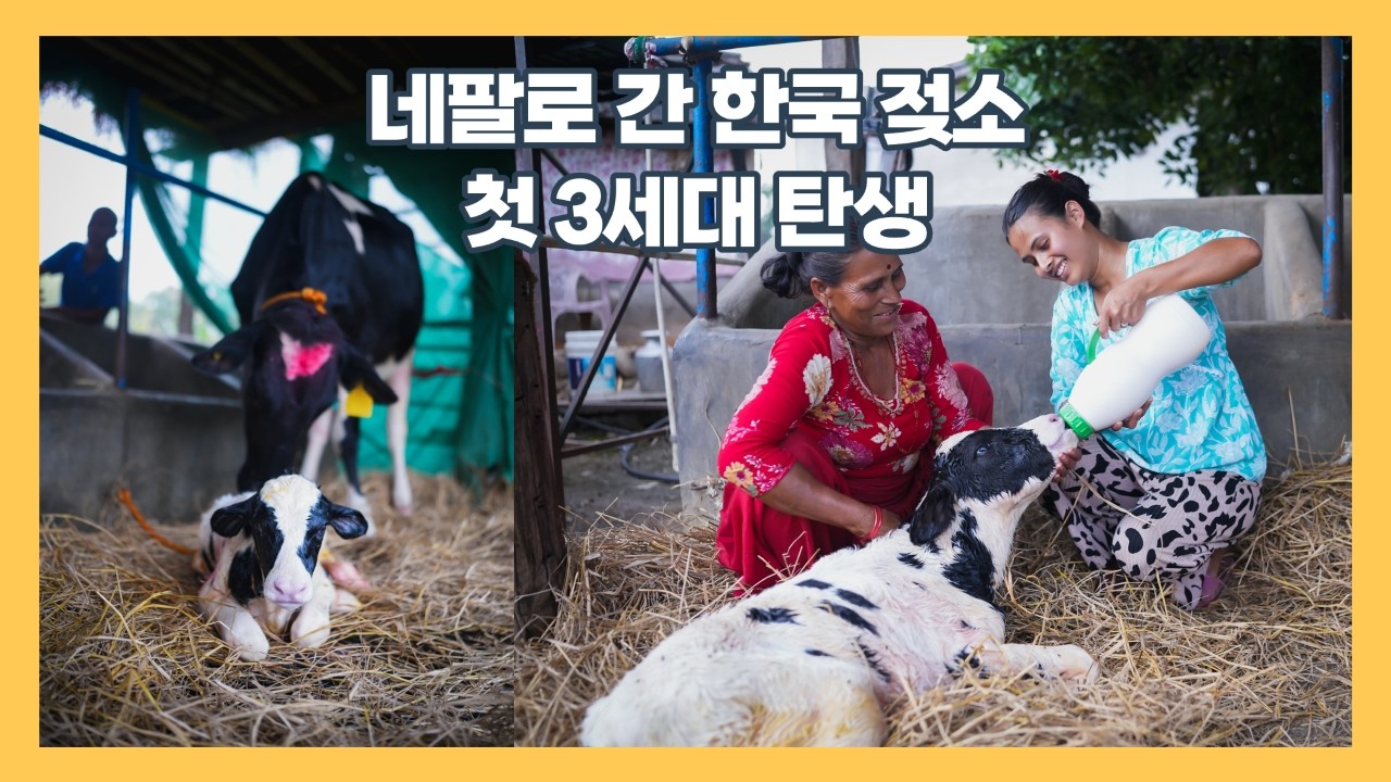 네팔로 간 한국 젖소, 첫 3세대 탄생!