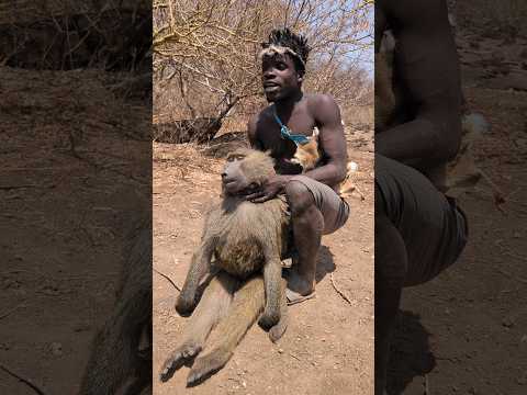Incredible,,,🥰 hadzabe tribe Hunting Baboon Morning