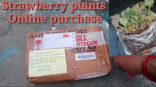 Strawberry plants online mangwaye hi.