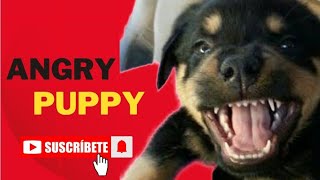 Rottweiler Puppy Ultimate Aggression | Angry puppy Barking and Attacks