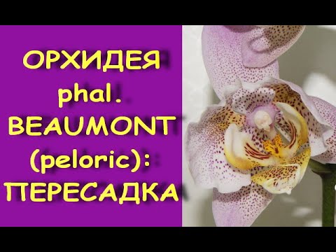 ОРХИДЕЯ меня ПОКИДАЕТ:пересадка ph.BEAUMONT (пелорик)+состояние на 12 день (досняла 16.09.20)