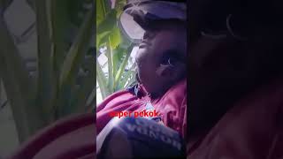 Download lagu guyon super pekok banyumas #purwokertoviral #ngakak #youtubeshorts #mandorpekok mp3 Download lagu guyon super pekok banyumas #purwokertoviral #ngakak #youtubeshorts #mandorpekok mp3