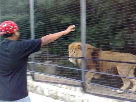 Lion n me having fun