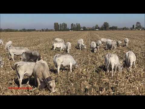 PANORAMICA SU UNA MANDRIA DI MUCCHE AL PASCOLO. SAB. 17 - 10 -   2020.