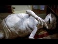 Government Takes Over The House E T The Extra Terrestrial CLIP