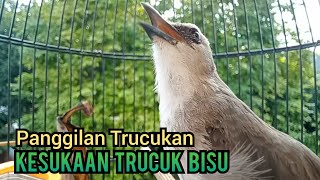 Download lagu Suara panggilan trucukan gacor ngetir panjang ampuh untuk Pancingan Trucukan agar bunyi GACOR Ropel mp3