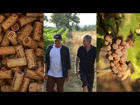 An introduction to the world of wine: From vineyard to wine glass - A short journey to Provence